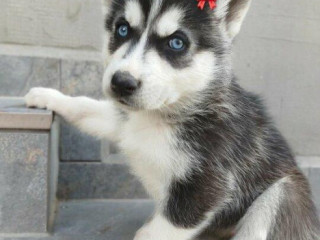 steniatko-sibirsky-husky