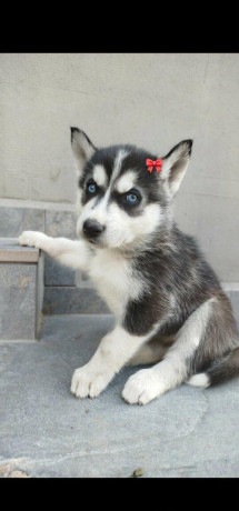 steniatko-sibirsky-husky-big-0