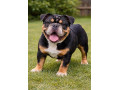 buldok-buldog-bulldog-small-0