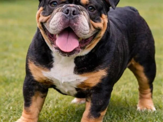 buldok-buldog-bulldog