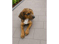 luisianski-leopardi-pes-small-0