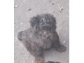 pudel-trpazlici-small-3