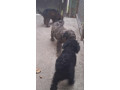 pudel-trpazlici-small-4
