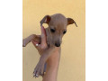 taliansky-chrtik-fci-rodokmen-small-2