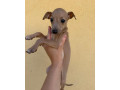 taliansky-chrtik-fci-rodokmen-small-3