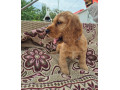 anglicky-kokerspaniel-small-1