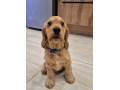 anglicky-kokerspaniel-small-3