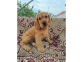 anglicky-kokerspaniel-small-0