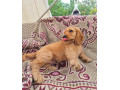 anglicky-kokerspaniel-small-2