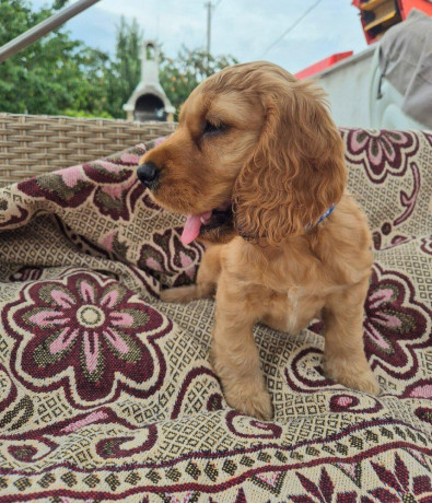 anglicky-kokerspaniel-big-1