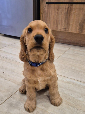 anglicky-kokerspaniel-big-3