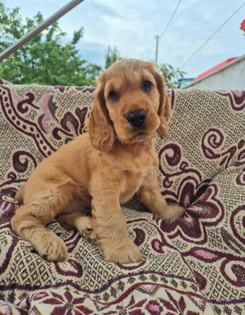 anglicky-kokerspaniel-big-0
