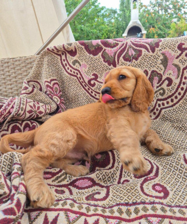 anglicky-kokerspaniel-big-2