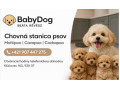 cavapoo-maltipoo-cockapoo-small-2