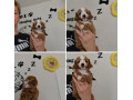 cavapoo-maltipoo-cockapoo-small-1