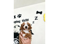 cavapoo-maltipoo-cockapoo-small-0