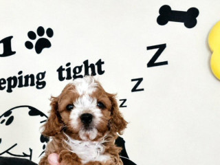 cavapoo-maltipoo-cockapoo