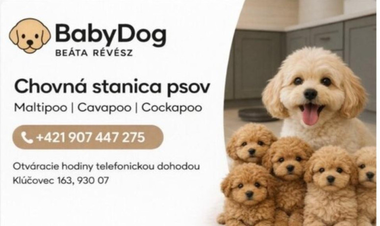 cavapoo-maltipoo-cockapoo-big-2