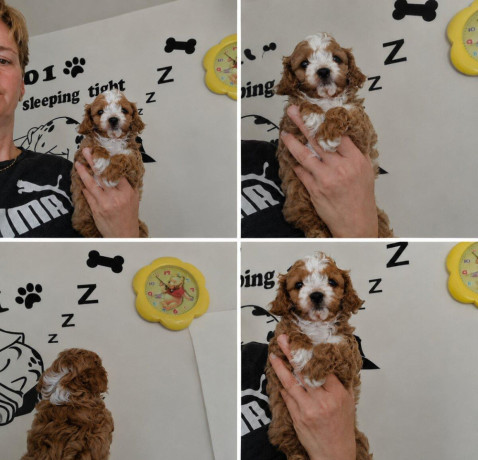 cavapoo-maltipoo-cockapoo-big-1
