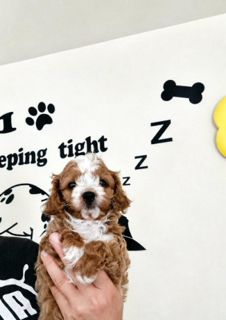 cavapoo-maltipoo-cockapoo-big-0
