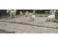 predam-steniatka-nemecky-spic-small-0