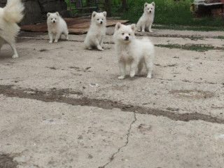 predam-steniatka-nemecky-spic