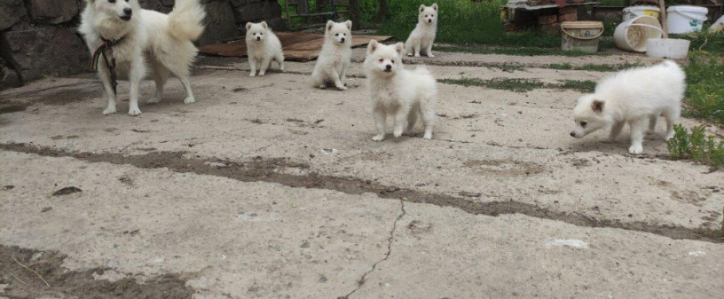 predam-steniatka-nemecky-spic-big-0