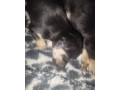 predam-small-3