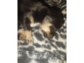 predam-small-2