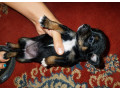 predam-small-0