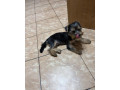 yorksi-terier-mini-small-1