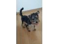 yorksi-terier-mini-small-0
