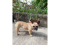 francuzsky-buldocek-small-0