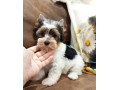 biewer-psik-small-0