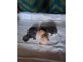 mainska-myvalia-s-pp-small-3