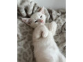 angora-maciatko-small-1