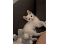 angora-maciatko-small-0