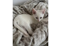 angora-maciatko-small-2