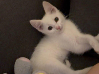 angora-maciatko