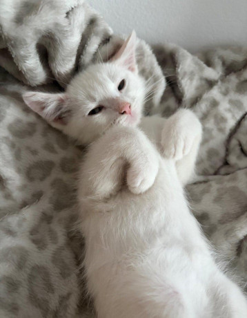 angora-maciatko-big-1
