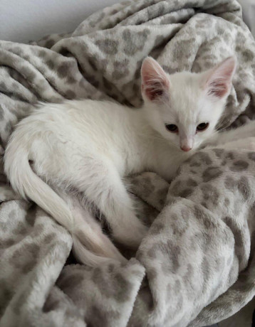 angora-maciatko-big-2
