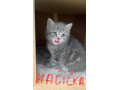 britske-maciatka-small-0