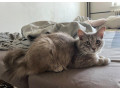 perzska-macka-small-3