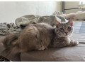 perzska-macka-small-1