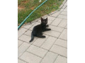 male-maciatka-zadarmo-small-0