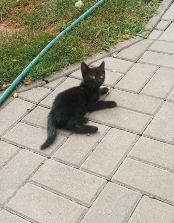 male-maciatka-zadarmo-big-0