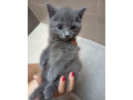 britske-maciatka-small-0