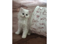 predam-krasne-perzske-maciatka-small-0
