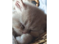 predam-krasne-perzske-maciatka-small-2