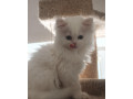 predam-krasne-perzske-maciatka-small-3